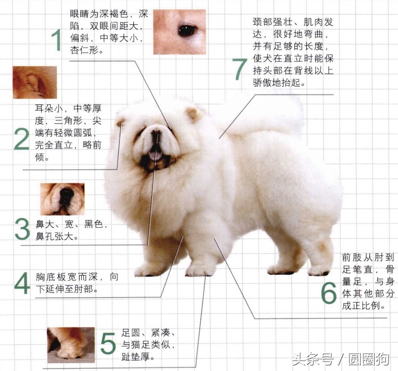 松狮犬打架视频,世界名犬泰迪犬