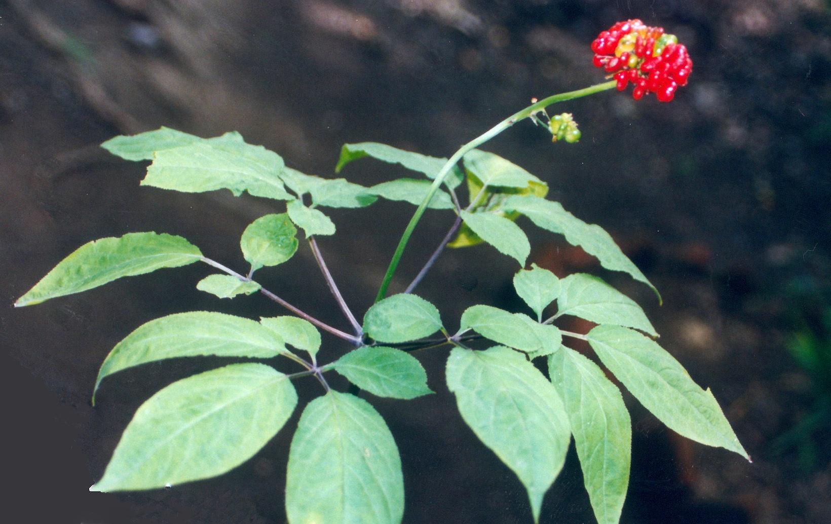 管锥编是钱钟书的著作吗,钱钟书的管锥篇讲了什么