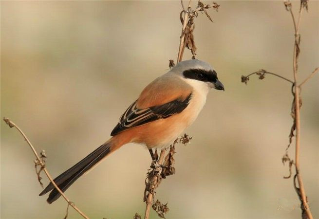 观赏鸟十大名鸟排名,哪些鸟儿飞得高