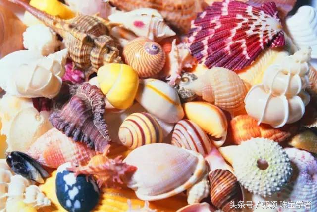 娴锋磱閲岀殑鍚勭缇庡懗铻冭煿,灏忕簿鐏靛悆铻冭煿