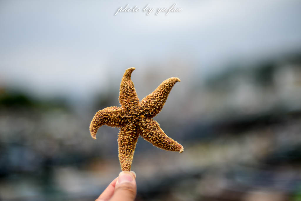 大亚湾亲子嗨玩攻略,大亚湾怎么玩一日游