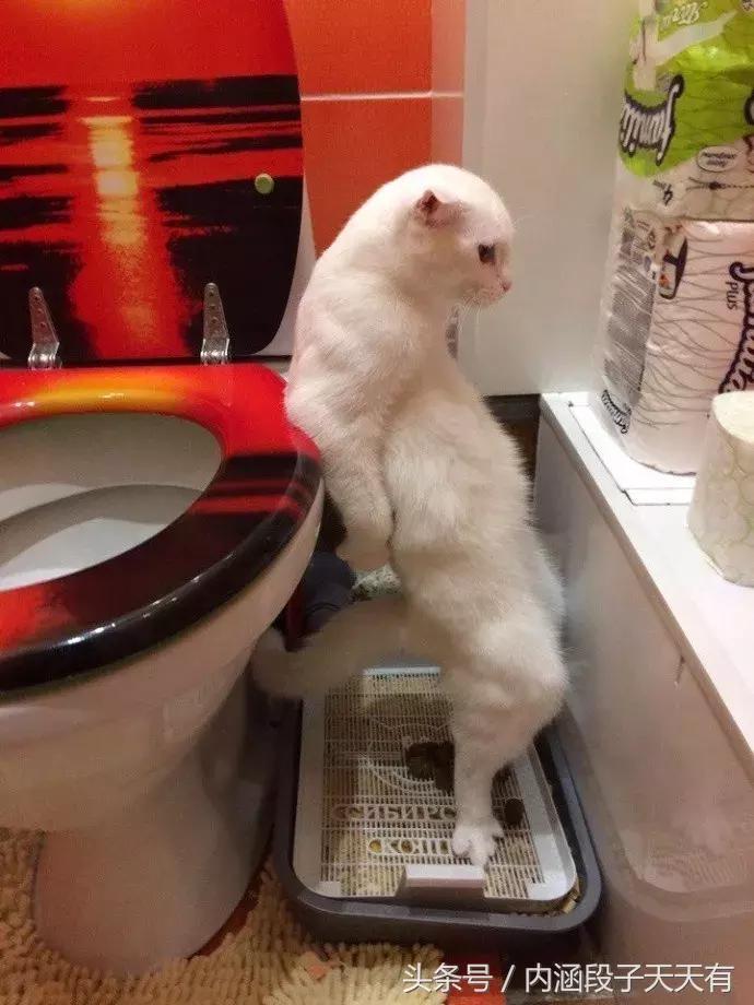 心悦会员入口,心悦会员网页版