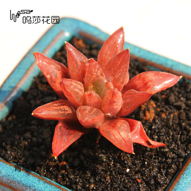 十二卷为什么越养越害怕,十二卷养好了很难烂根