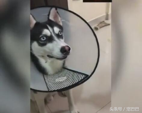 哈士奇吃柠檬视频完整版,哈士奇吃柠檬搞笑版