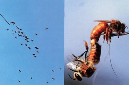 蜜蜂蜇人怎么蛰,蜜蜂知道自己蜇人后会死掉吗