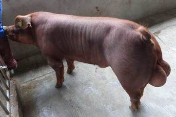 公猪料从多少公斤开始饲喂,公猪平时应该饲喂什么料