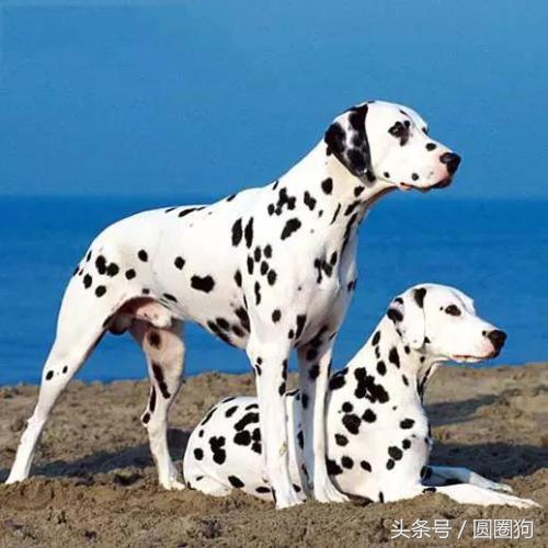 世界名犬中华田园犬,没斑点的大麦町犬是什么品种