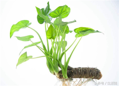 烂根怎么补救,烂根最佳补救方法