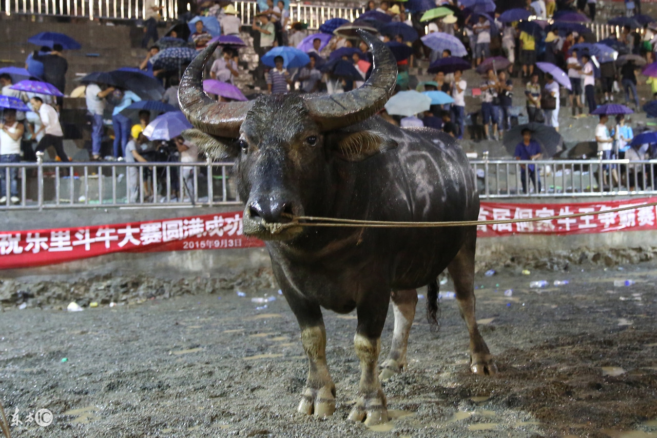 三都县牛王是怎么选出的，苗族老爹给出了答案