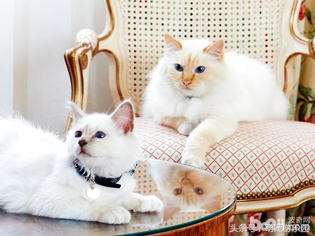 猫咪维生素和人维生素一样吗,猫咪维生素家趣维生素