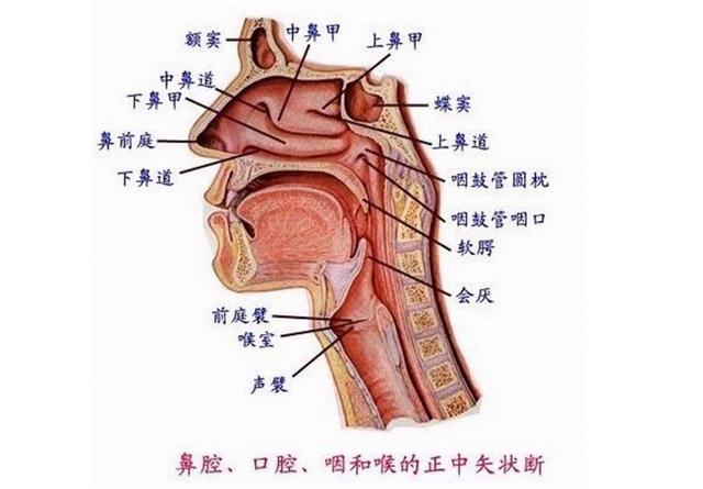 坚持21天把鼻炎治好,鼻炎是夏天治比较好吗
