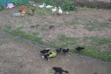 张阿婆结局,张阿婆传统