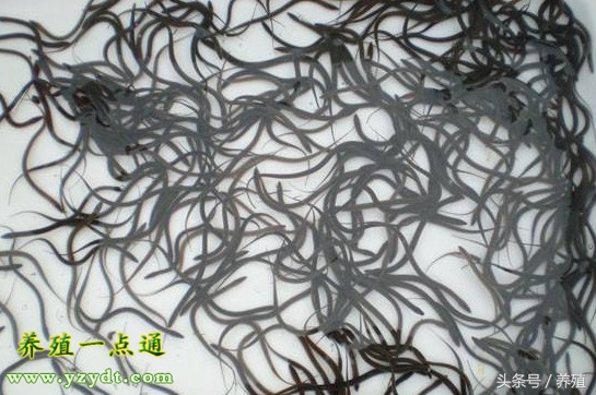 鳝鱼苗的饲养方法,鳝苗种植技术