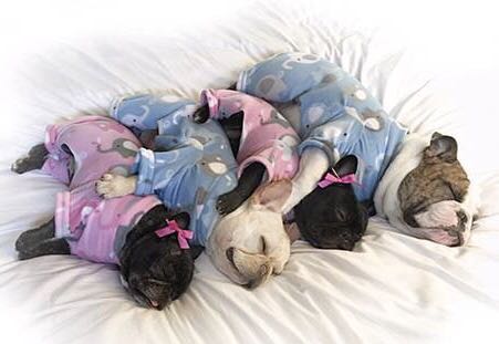 法国斗牛犬怎么护理皮肤,法国斗牛犬冬天要穿衣服吗