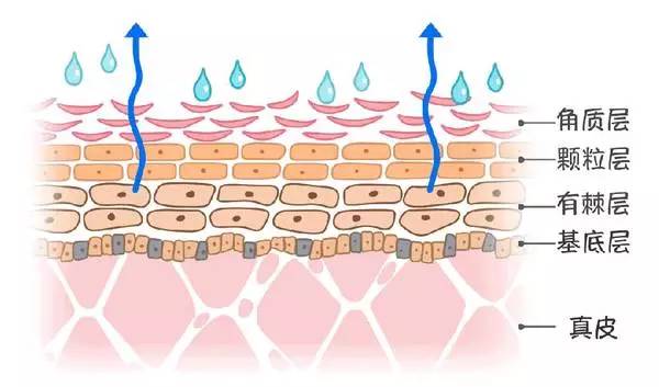 越补水越干？刺痛泛红统统找上来，关于皮肤屏障你需要知道的事！