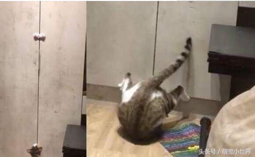 猫皇地板动作开上锁的衣柜怎么都打不开，奴才：嘿嘿！没辄了吧