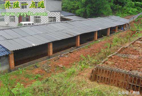 蝎子仿野生大棚,仿野生蝎子养殖舍建造