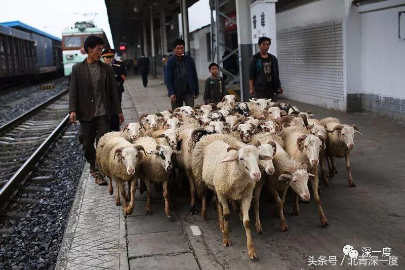 全中国最便宜的火车：票价2元起22年未涨，山羊和鸡群都能上车