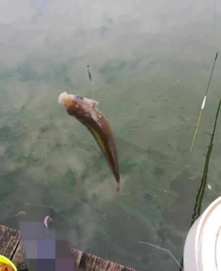 最后几天在玉林，别人掐鱼我练杆