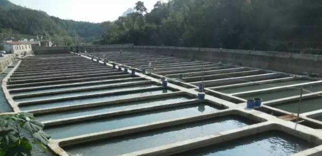 亩产6000元的养鱼模式,养什么最赚钱又好养鱼