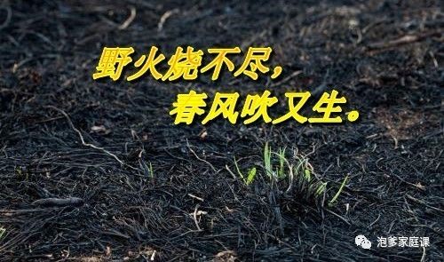 地球植物进化史,地球植物演化史时间轴