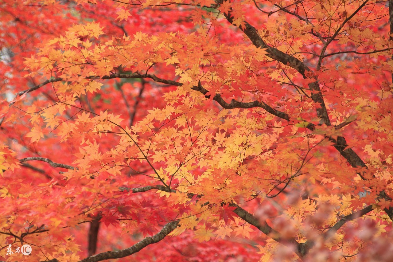 树树树,树树树树