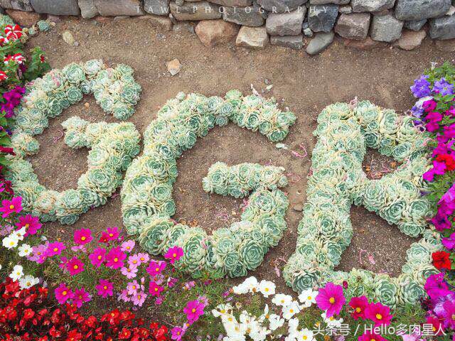 加州多肉,当花痴遇见多肉