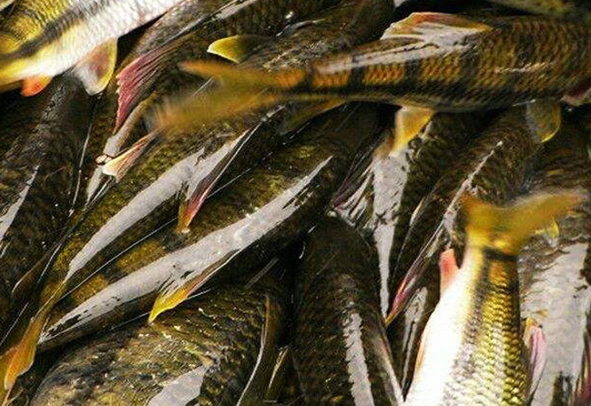 赣南小溪石斑鱼干,赣州石伏鱼