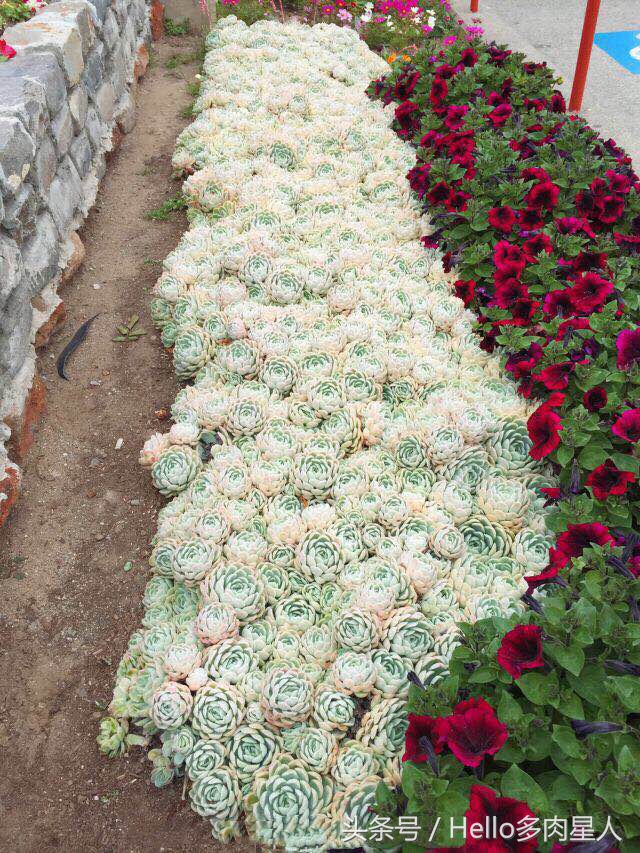 遇到多肉是我的幸运,我所遇见的多肉