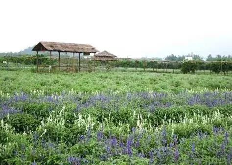 世界第二大薰衣草庄园,亚洲最大的薰衣草庄园