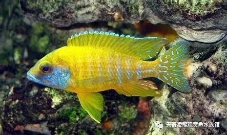 适合和三湖慈鲷混养的底栖鱼,三湖慈鲷鱼喜欢底砂和岩石