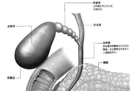 关于胆囊冷知识,胆囊小知识趣味