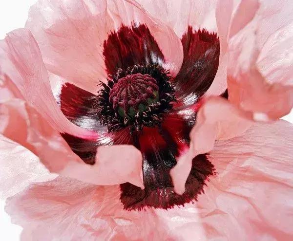 多个卵泡会导致不孕吗,多卵泡医生不建议备孕