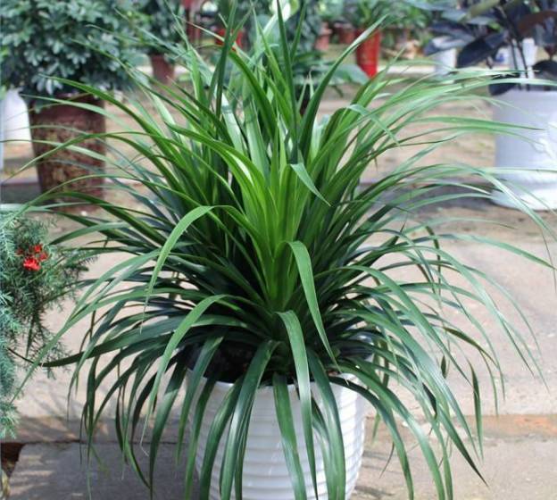 龙须兰好养吗,叶子很长的兰花为什么不受欢迎