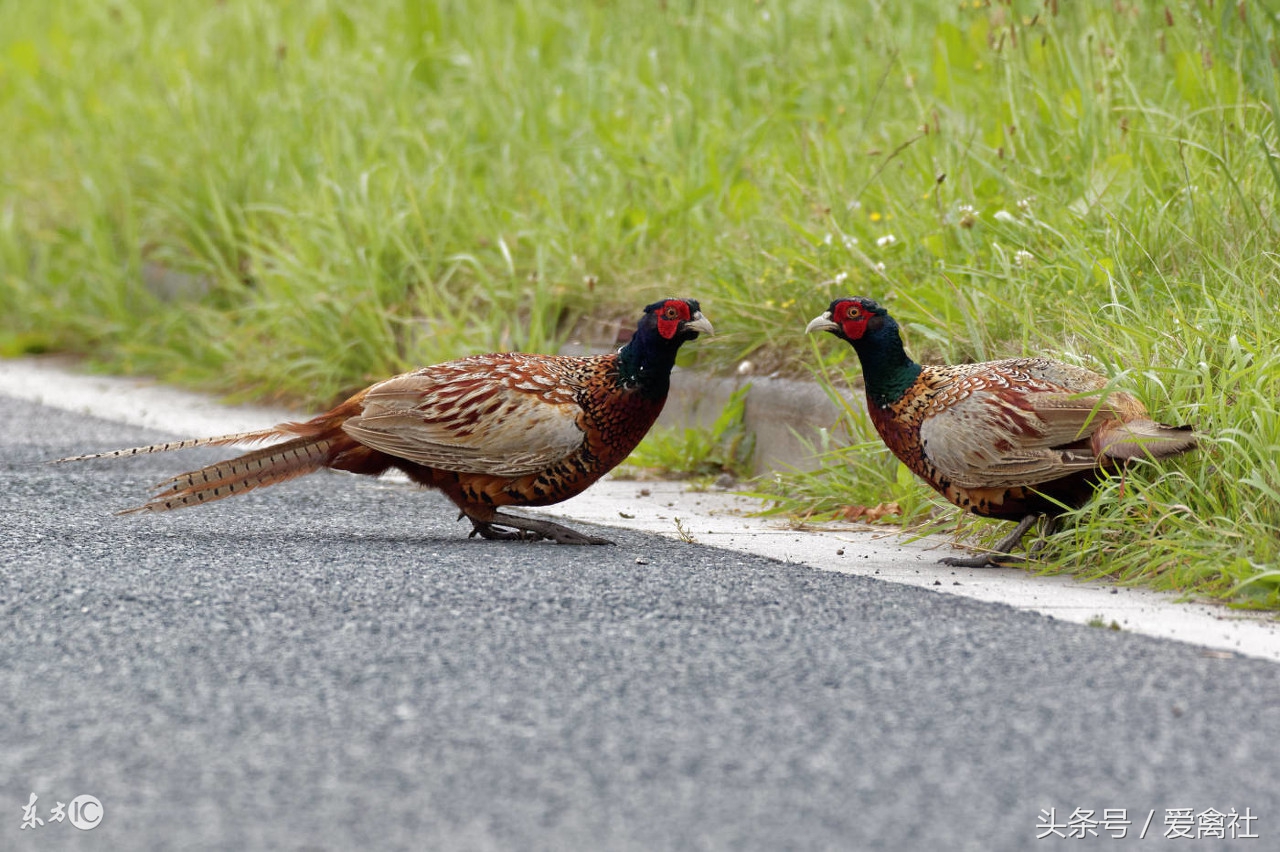 山鸡养殖利润和成本,野鸡孵化前景