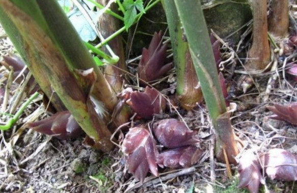 山里这些好吃又难寻的“野味”你认识几种?其中有种像珍珠