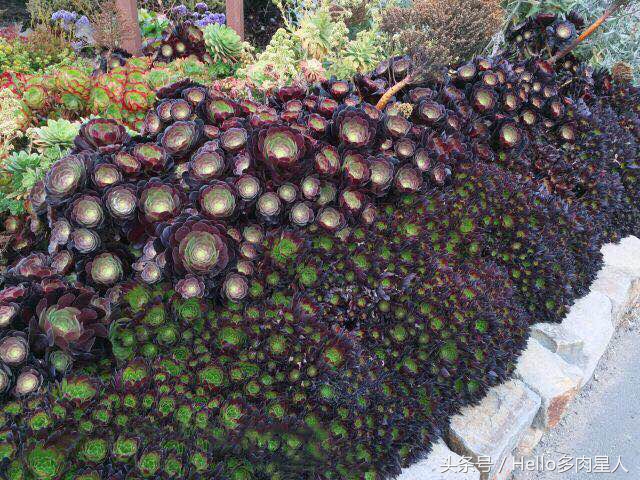 加州多肉,当花痴遇见多肉