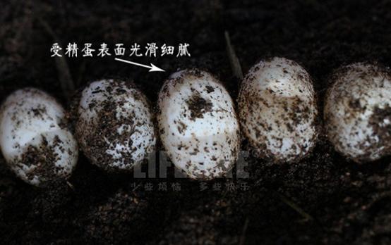 乌龟蛋能直接孵出小乌龟吗,乌龟蛋怎样才能孵出小乌龟