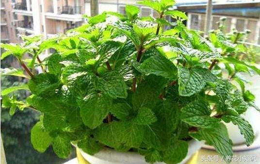 油烟重地一样能够充满绿色，油烟的克星！