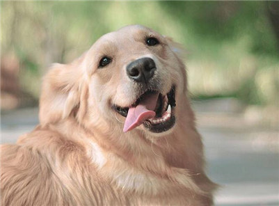 三个月的金毛吃什么食物,金毛幼犬饮食