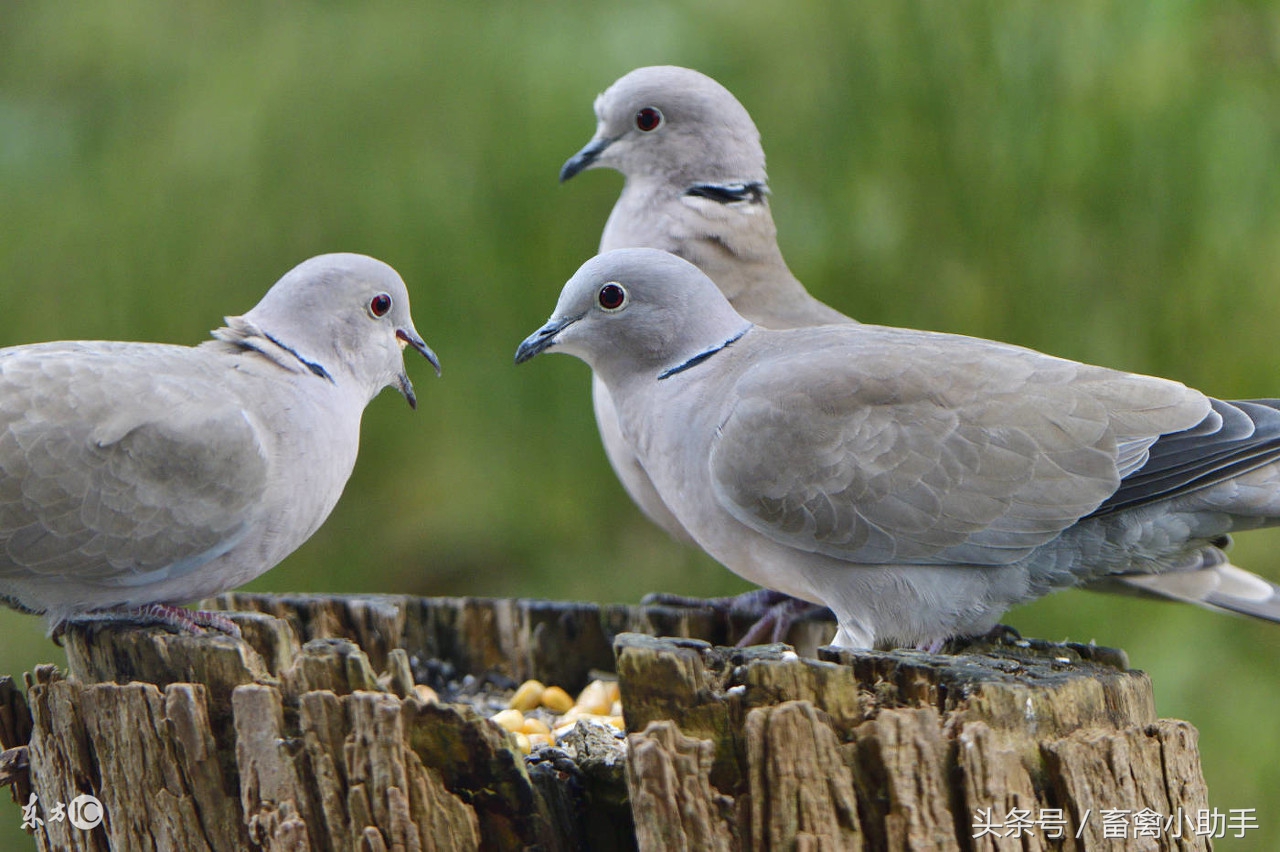 新鸽棚鸽子不进窝怎么办,鸽子炸棚不进窝了怎么办