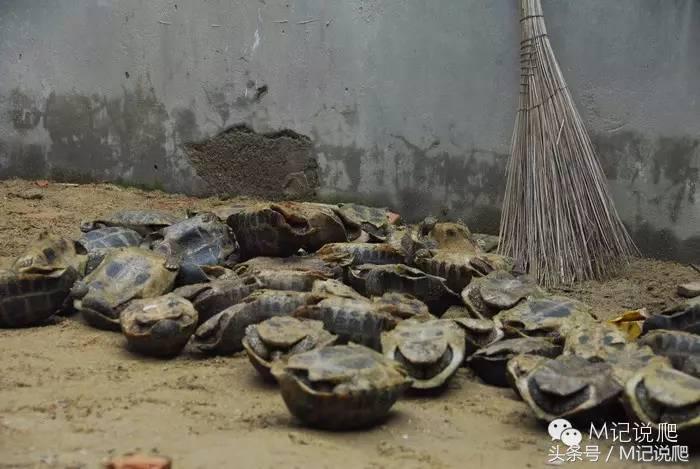 缅甸陆龟繁殖要什么环境,缅甸陆龟适合什么环境