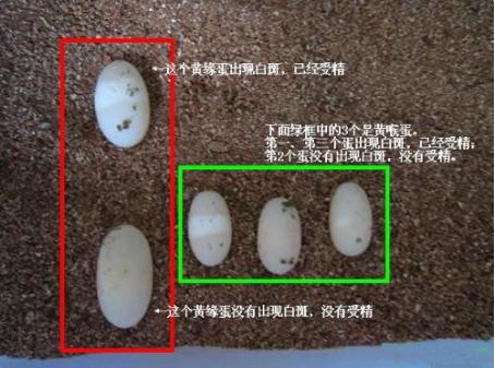 乌龟蛋能直接孵出小乌龟吗,乌龟蛋怎样才能孵出小乌龟