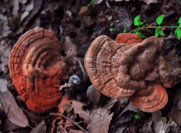 山里这些好吃又难寻的“野味”你认识几种?其中有种像珍珠