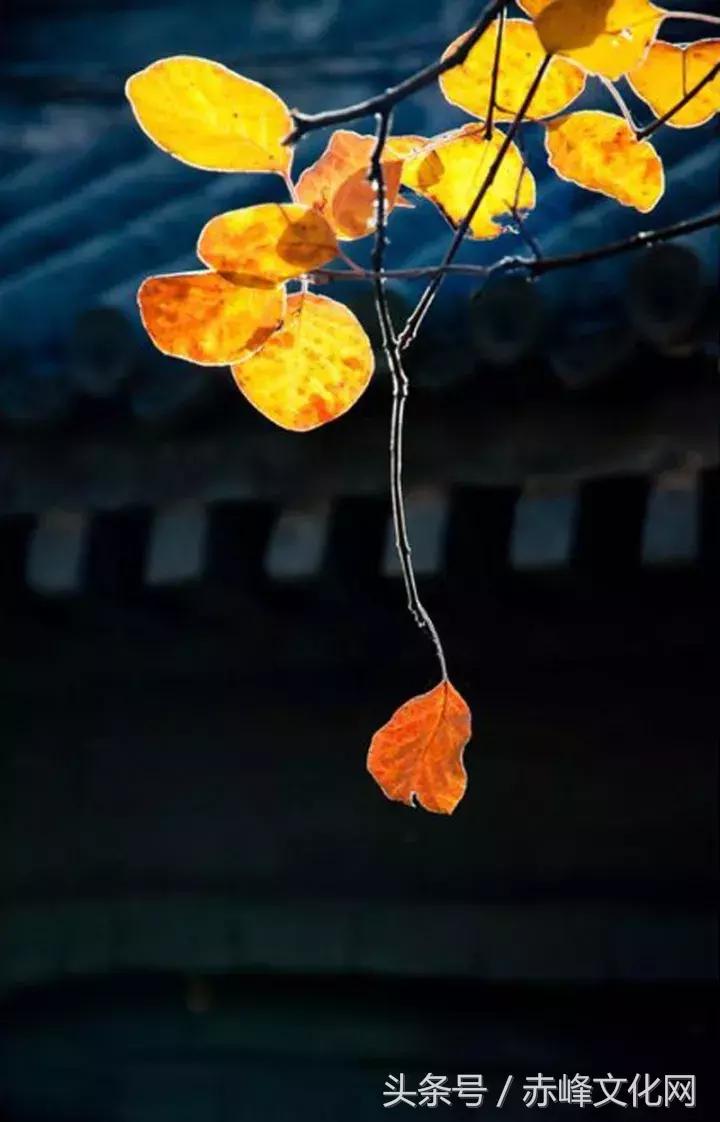 枯草霜花白寒窗月影是什么意思,枯草霜花白寒窗月影新的意思