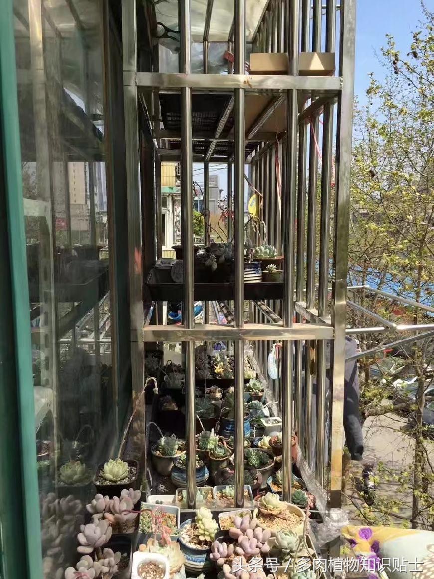 多肉植物新手入门套餐,多肉新手入坑需要什么肥料