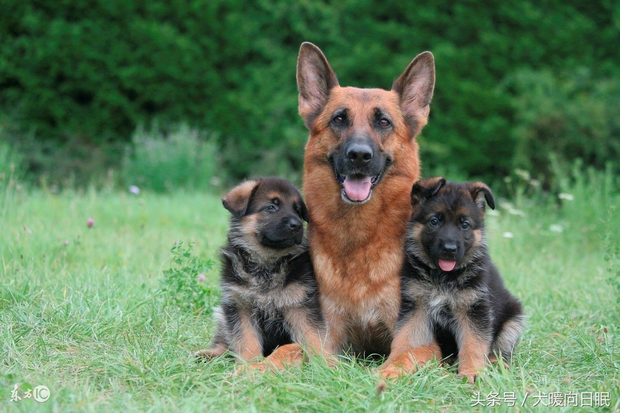 德国牧羊犬幼犬拉稀怎么办,德国牧羊犬吐了怎么办