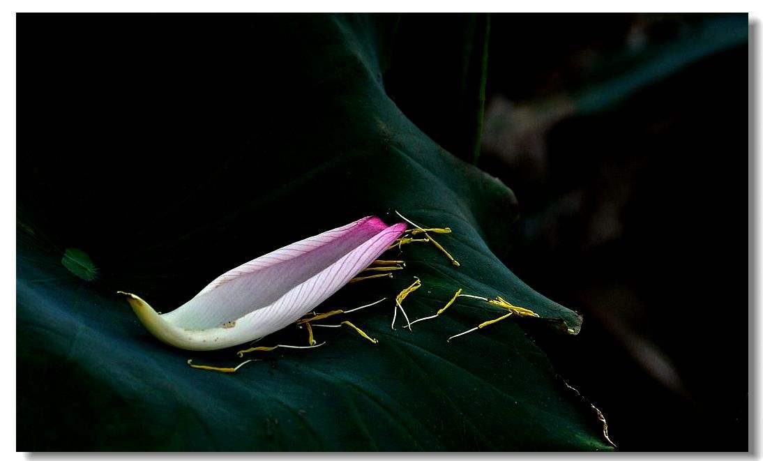 当年不肯嫁春风无端被秋风所误,说不尽的遗憾与自怜