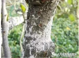 猕猴桃常见虫害图,猕猴桃各种虫害图谱