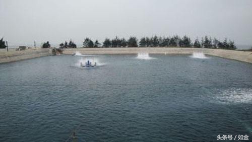 全国各地南美白对虾养殖状况,南美白对虾养殖哪种模式风险小